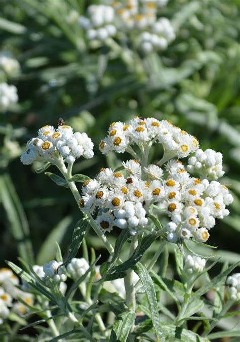 Anaphalis margaritacea Pearly Everlasting | Prairie Moon Nursery