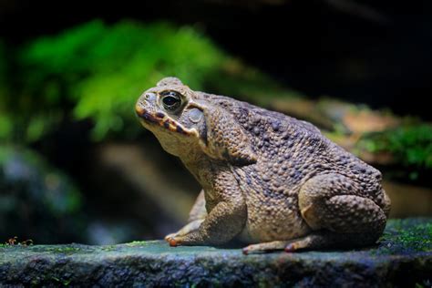 Fact file: Cane toad (Rhinella marina) - Australian Geographic