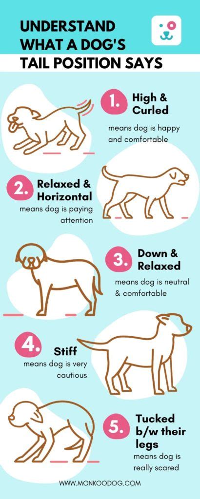 Importance of Dog Tail Position Chart - Monkoodog