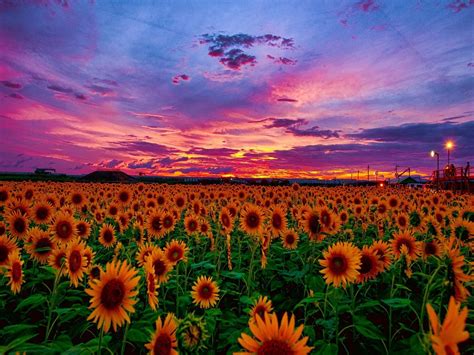 Sunflowers At Sunset Wallpapers - Wallpaper Cave