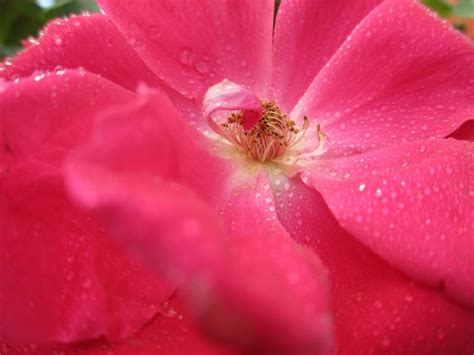 Growing Roses in Central Texas | Backbone Valley Nursery