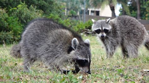 Funny Raccoons Stealing Cat Food and Fighting - YouTube