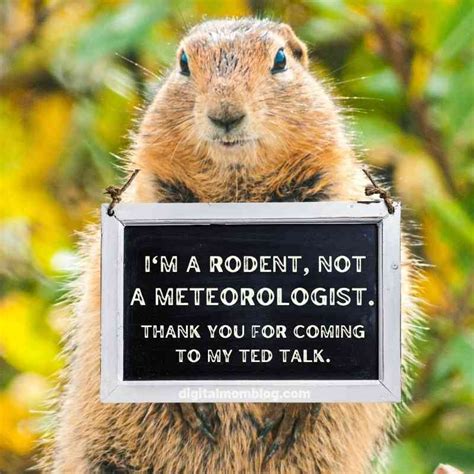 Funny Groundhog Day Memes for 2022 | Happy groundhog day, Groundhog day ...