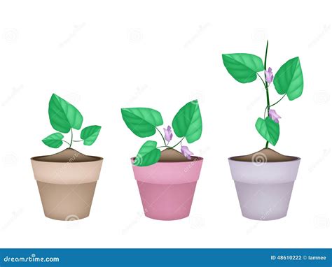 Centrosema Pubescens Plant In Ceramic Flower Pots Vector Illustration | CartoonDealer.com #48610222