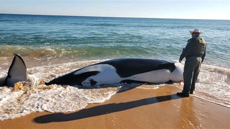 Orca whale dies on Florida shore after killer whale beaches itself