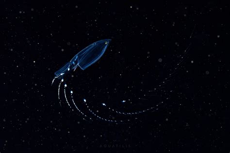 Siphonophore 3 | Animals of the world, Circle of life, Microscopic images