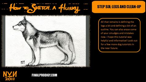 How to Sketch a Husky - FinalProdigy.com