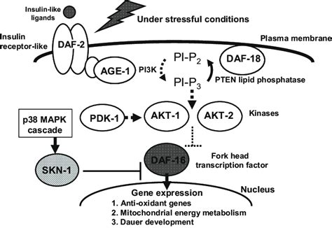 2 Schematic model of the ins/IGF-1 signaling pathway associated with ...