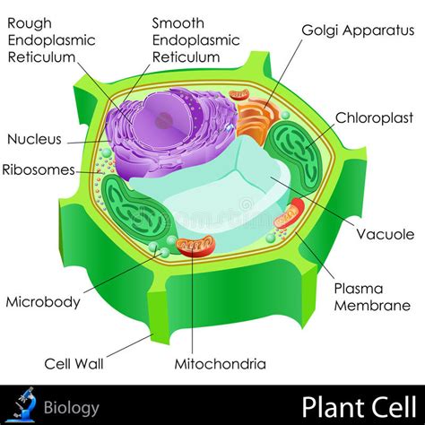 Diagram of une cellule vegetale | Quizlet