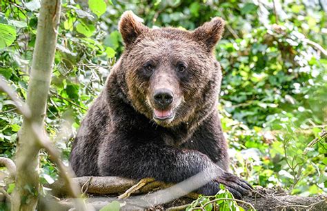 Turkish Bee Farmer Made the Bears That Kept Stealing Honey Into Taste ...