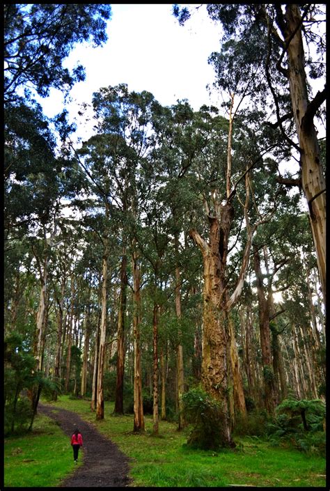 Friable path: Daytrip in the Dandenongs