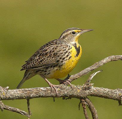 Western Meadowlark Facts | Anatomy, Diet, Habitat, Behavior - Animals Time