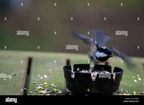 a bird flying away Stock Photo - Alamy