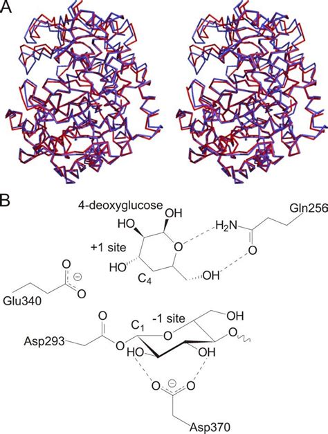 A, superimposition of the C traces of the amylomaltase structure ...