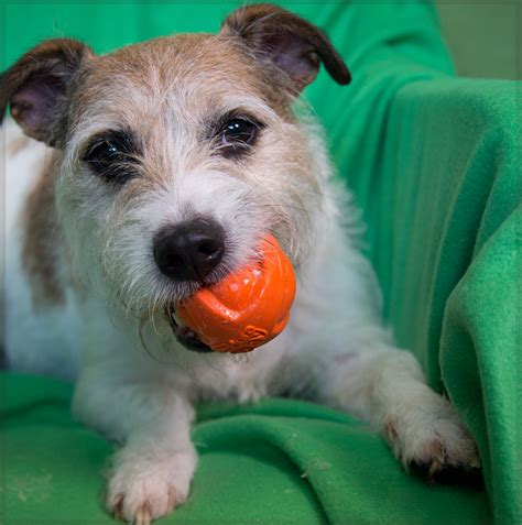 Shelter Dogs of Portland: "COLUMBUS" Jack Russell Terrier mix - Loves Fetch and Squeaky toys!