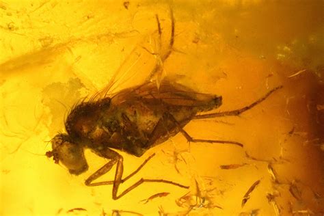 Fossil Flies (Diptera) and Several Mites (Acari) in Baltic Amber ...