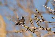 Category:Birds in the Gir Forest National Park - Wikimedia Commons