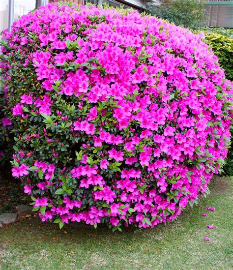 Florez Nursery: Azalea indica 'Magnifica'