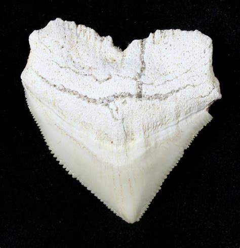 Nice Squalicorax (Crow Shark) Fossil Tooth For Sale (#19288 ...