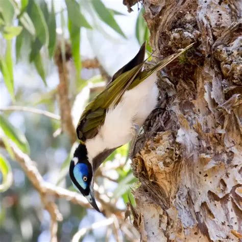 Blue-faced honeyeater - Facts, Diet, Habitat & Pictures on Animalia.bio