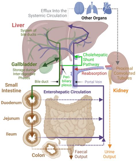 Hepatic Reabsorption