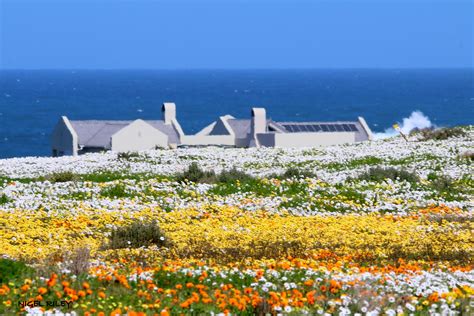 Wonderful Wild Flowers in the West Coast National Park, South Africa ...