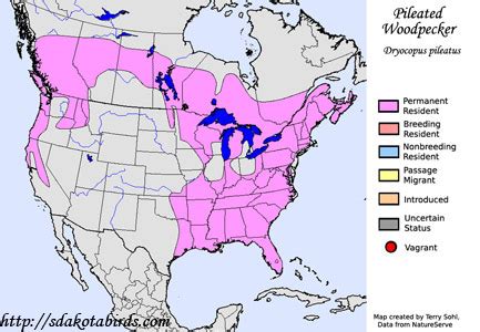 Pileated Woodpecker - South Dakota Birds and Birding