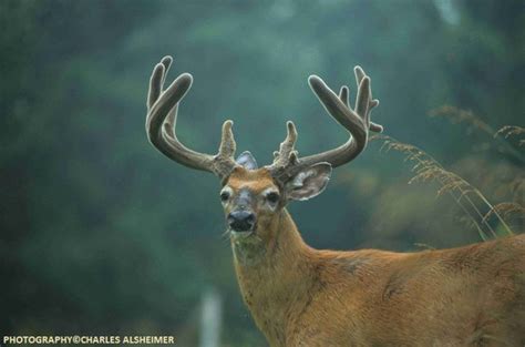 Whitetail Deer Antler Growth Process - Legendary Whitetails - Legendary Whitetail's Blog