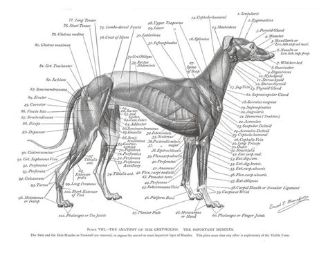 Greyhound Muscle Plate | Dog anatomy, Dog skeleton, Greyhound