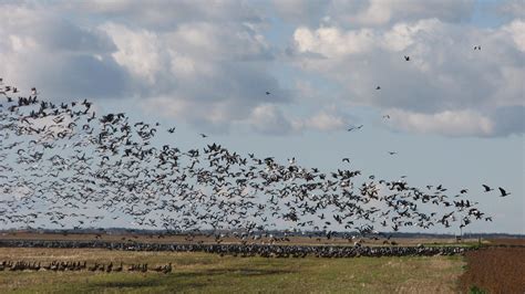 Canada goose migration stopovers change, flyway widens