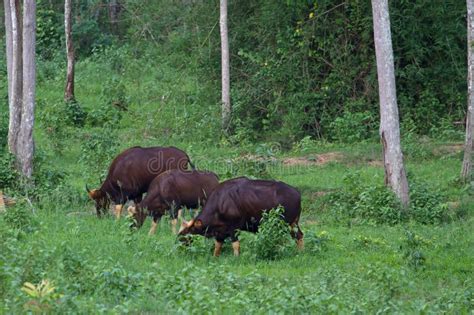 Gaur in the Nature Habitat in Thailand Stock Photo - Image of park, asian: 115371184