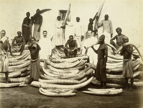 Africa’s ivory trade – a history of criminalisation, corruption and violence | SAS Blogs