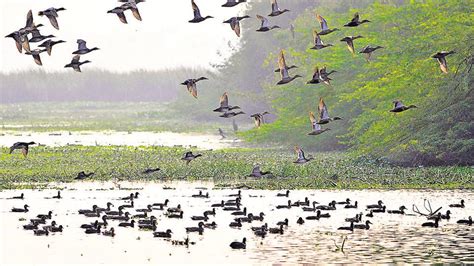 Over 25,000 birds arrive at Okhla Bird Sanctuary - Hindustan Times