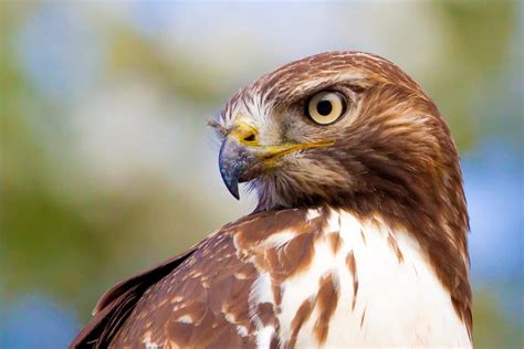 Red-tailed Hawk - Bird Alliance of Oregon