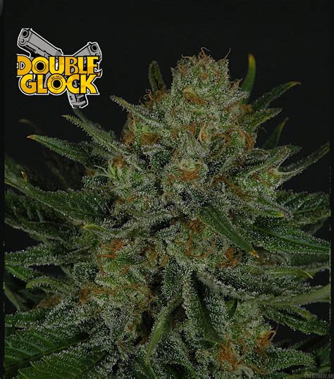 Double Glock (Ripper Seeds) :: Cannabis Strain Info