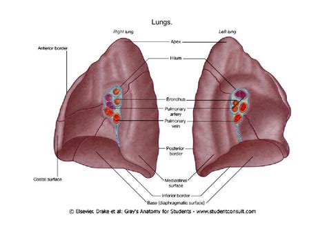 Lecture 3 lungs & pleura