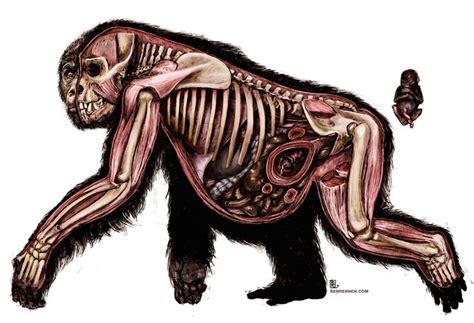 95 best images about GORILLA ANATOMY on Pinterest | Silverback gorilla ...