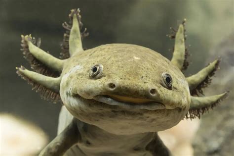 Axolotls Facts: Origins, Habitat and Behavior (2024 Edition) | ExoPetGuides