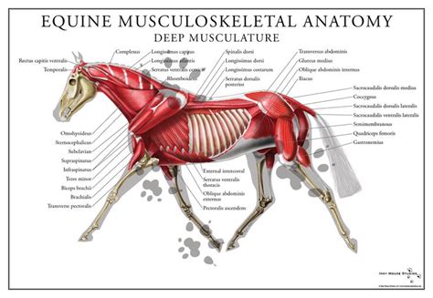 Full color poster of the equine deep muscular system. Perfect for a classroom or clinical ...