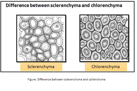 Differentiate between collenchyma and sclerenchyma.