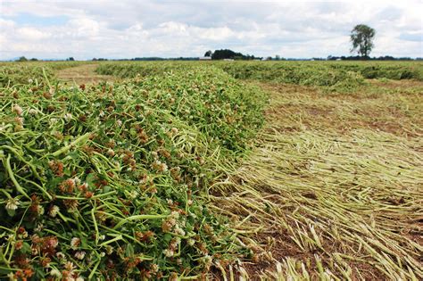 Turning legume cover crops into forage applications | AGDAILY