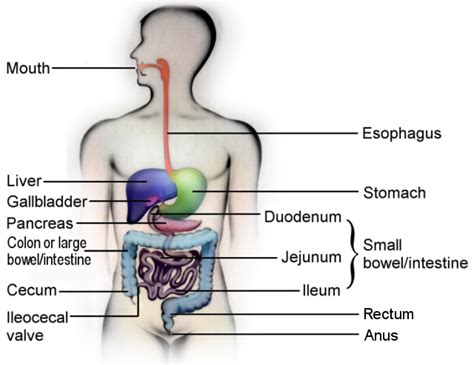 Normal Movements of the Digestive Tract - About GI Motility