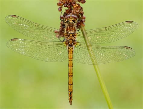 Common Darter - British Dragonfly Society