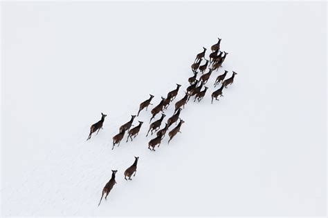 Aerial photo of a herd of deer running through snow - The Drone Girl