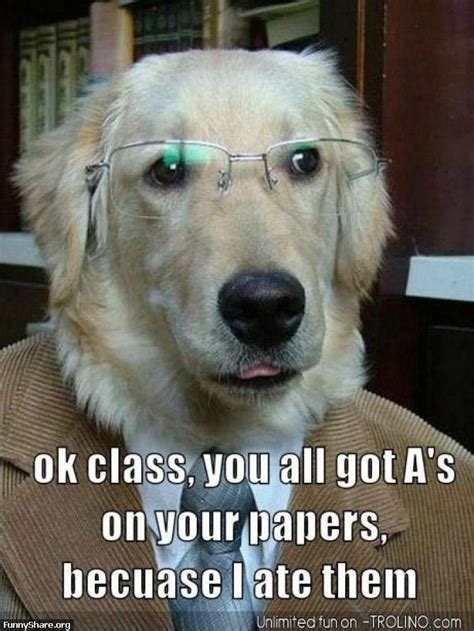 The dog ate my homework | Dog memes, Funny dog pictures, Funny dogs