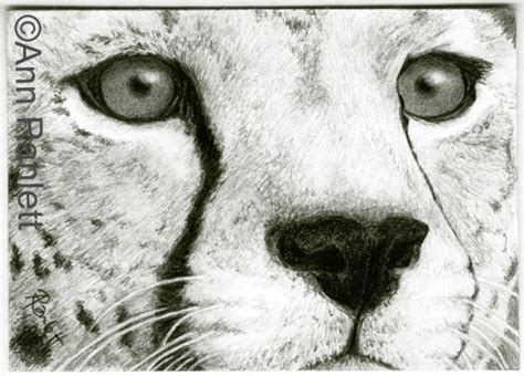 Cheetah Face Drawing at GetDrawings | Free download