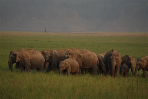 File:An elephant herd at Jim Corbett National Park.jpg - Wikimedia Commons