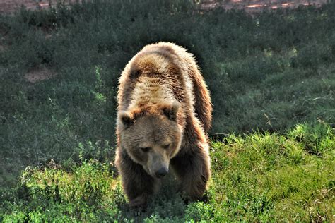 Grizzly Bear Walking On Grassy Hill Free Stock Photo - Public Domain Pictures