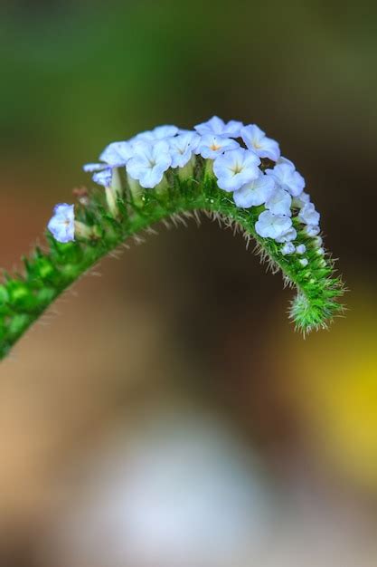 Premium Photo | Heliotropium indicum flower