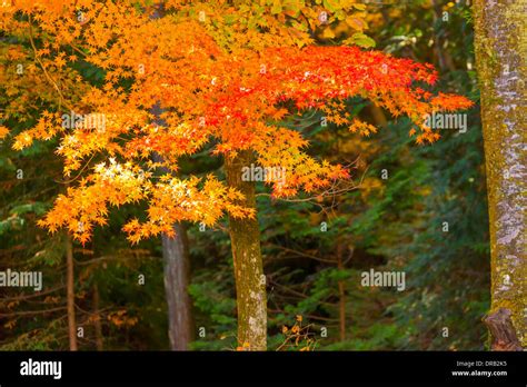 Autumn leaves in Japan Stock Photo - Alamy